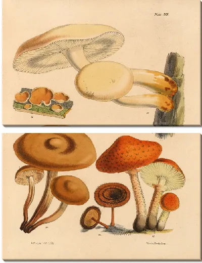 Картина Грибы наших полей и лесов №16