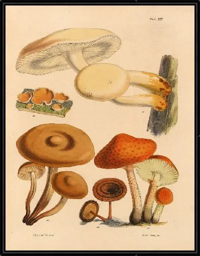 Картина Грибы наших полей и лесов №16