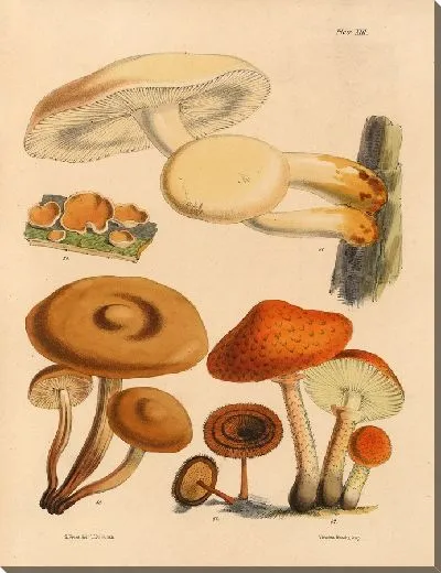 Картина Грибы наших полей и лесов №16