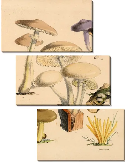 Картина Грибы наших полей и лесов №17