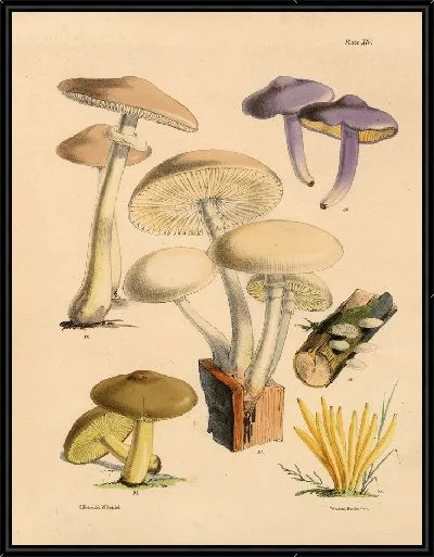 Картина Грибы наших полей и лесов №17