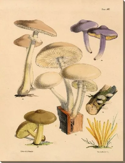 Картина Грибы наших полей и лесов №17