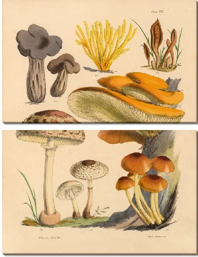 Картина Грибы наших полей и лесов №18