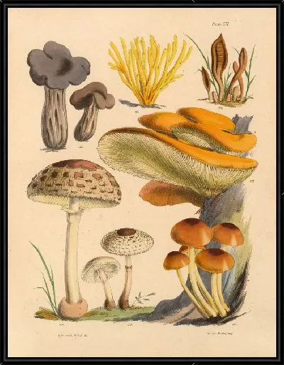 Картина Грибы наших полей и лесов №18