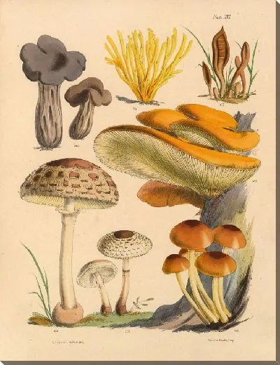 Картина Грибы наших полей и лесов №18