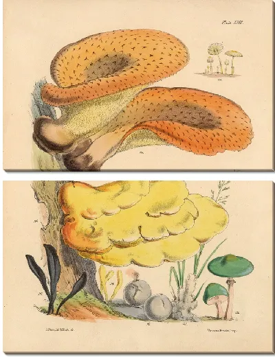 Картина Грибы наших полей и лесов №19