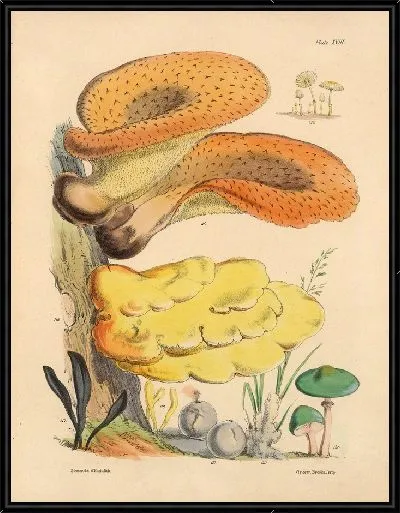 Картина Грибы наших полей и лесов №19