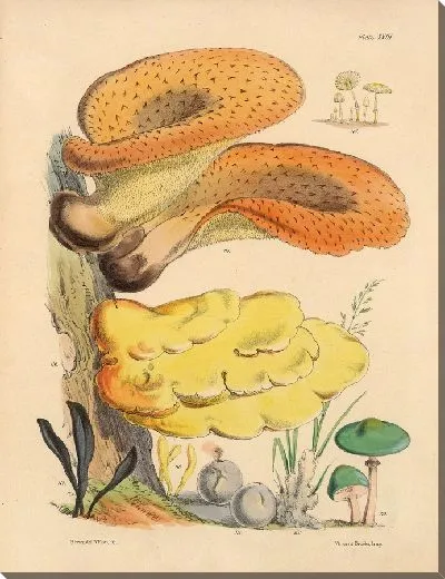 Картина Грибы наших полей и лесов №19