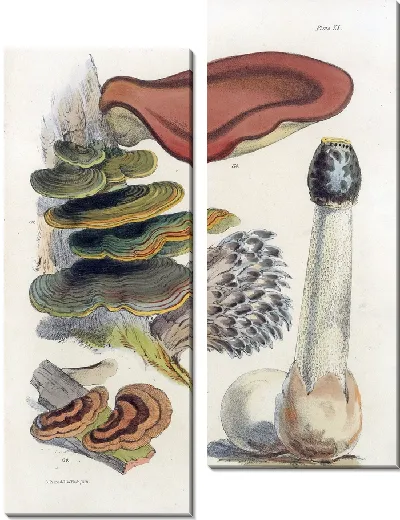 Картина Грибы наших полей и лесов №20