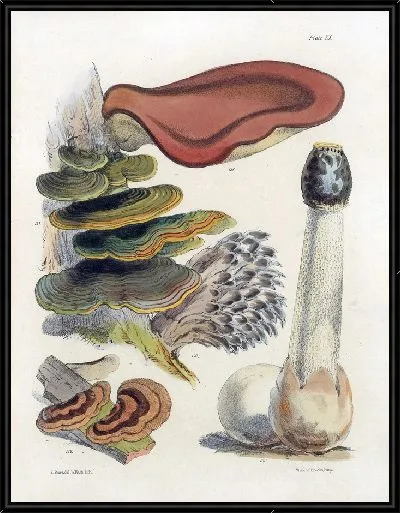 Картина Грибы наших полей и лесов №20