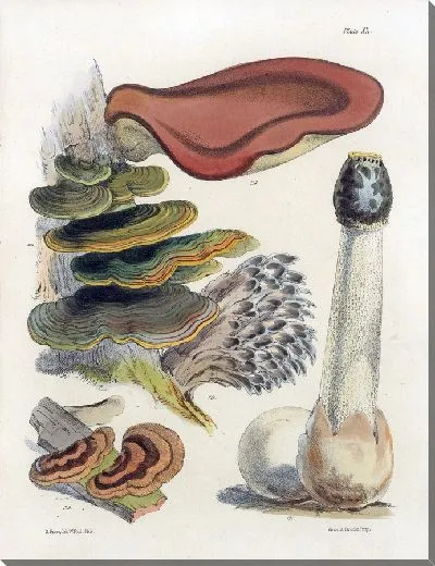 Картина Грибы наших полей и лесов №20