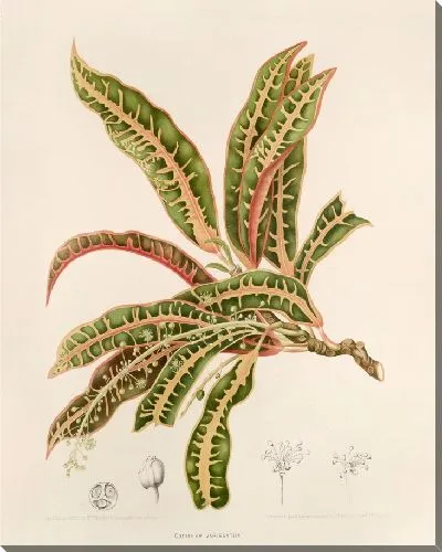 Картина Кодиеум Вариагето