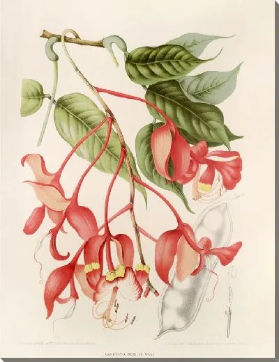 Картина Амерстия благородная