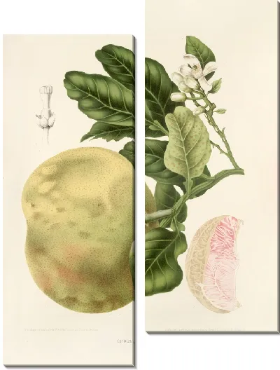 Картина Нарезанный лимон