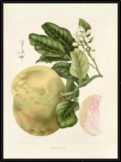 Картина Нарезанный лимон