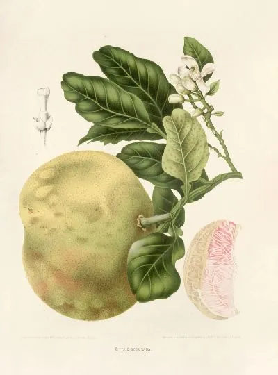 Картина Нарезанный лимон