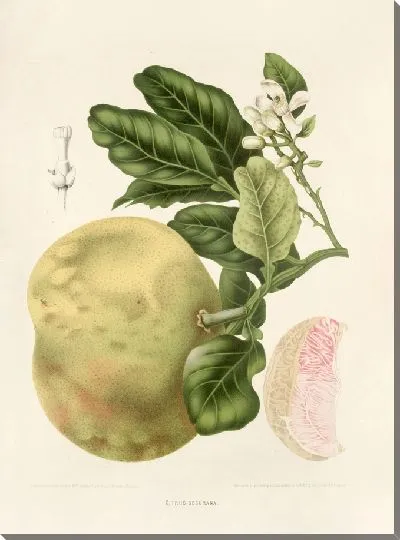 Картина Нарезанный лимон