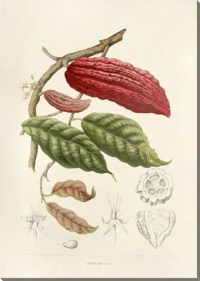 Картина Какоа теоброма