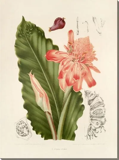 Картина Элеттария