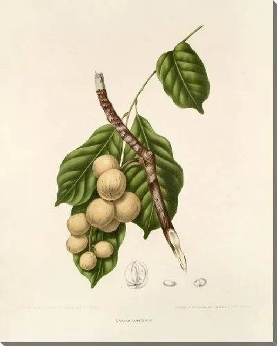 Картина Лансум