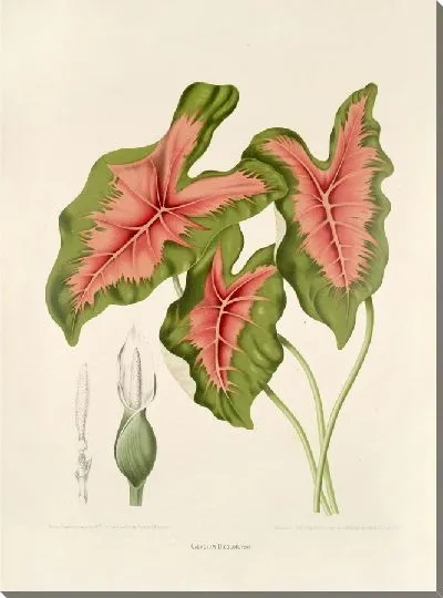 Картина Каладий биколор