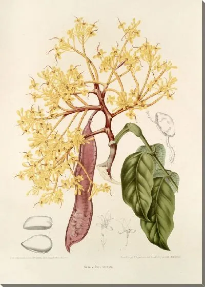 Картина Сарака Деклината