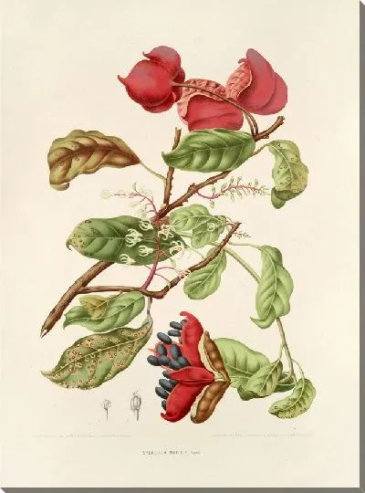 Картина Стерцилия