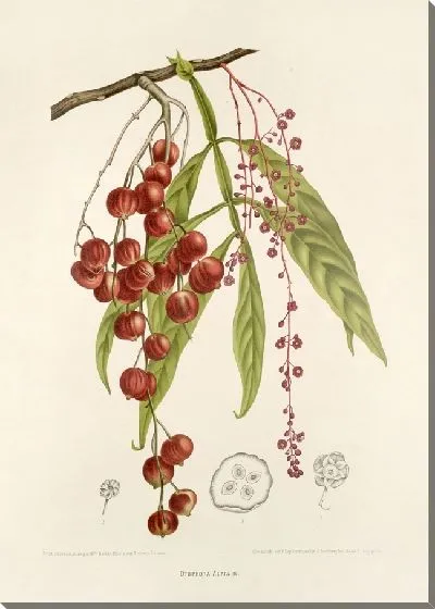 Картина Отофора