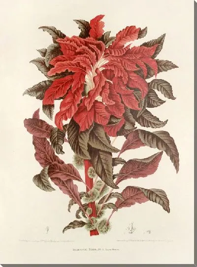 Картина Амарантус триколор 2