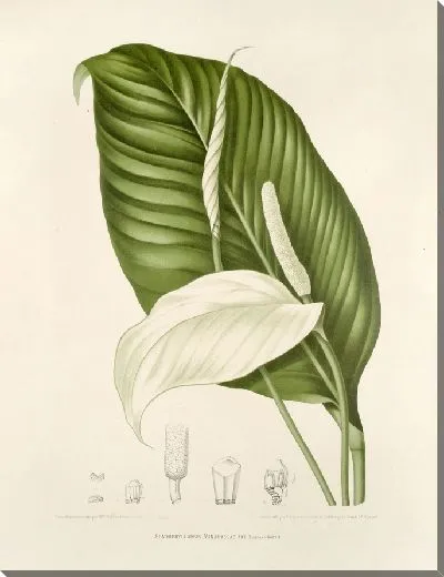 Картина Спатифиллопсис минамасса