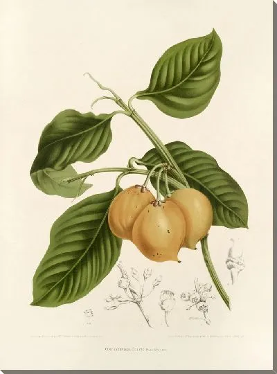 Картина PLL №15