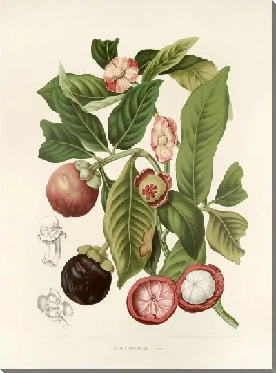 Картина PLL №16