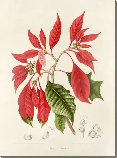 Картина PLL №17