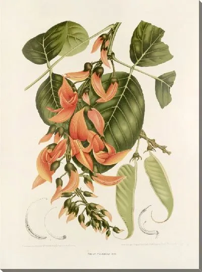 Картина PLL №18