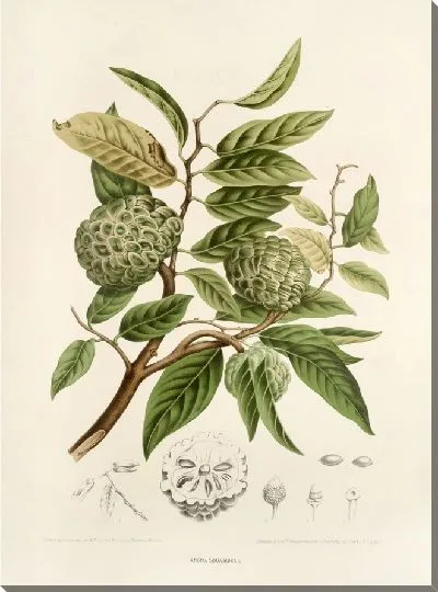 Картина PLL №19