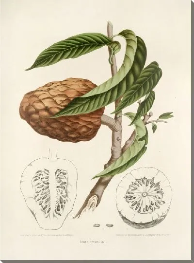 Картина PLL №20