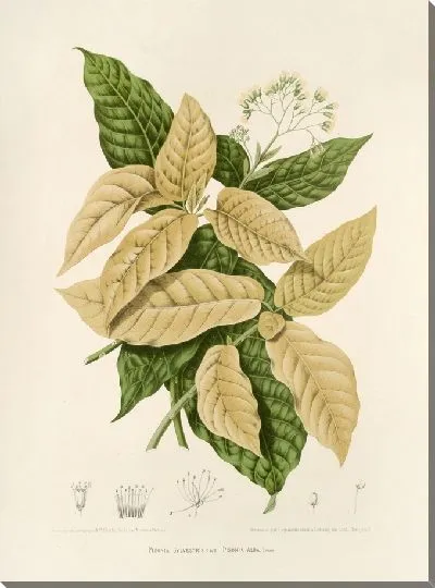 Картина PLL №21