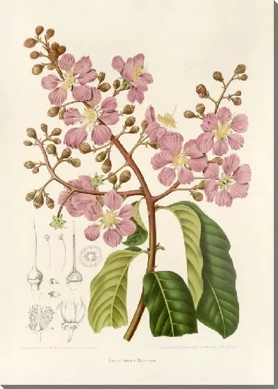 Картина PLL №22