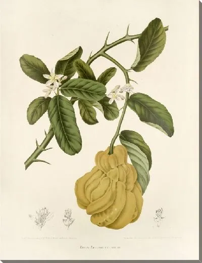 Картина PLL №23