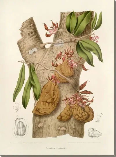 Картина PLL №24