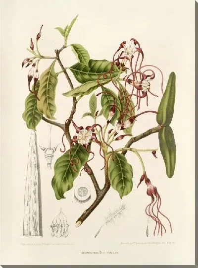 Картина PLL №25