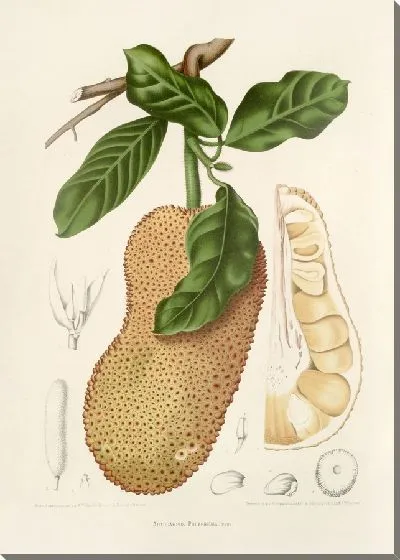 Картина PLL №26