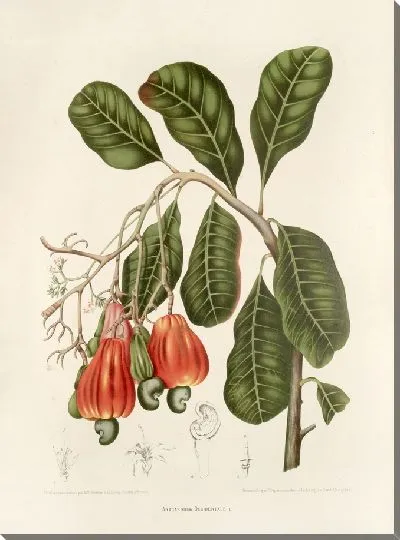 Картина PLL №27