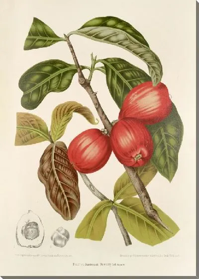 Картина PLL №30