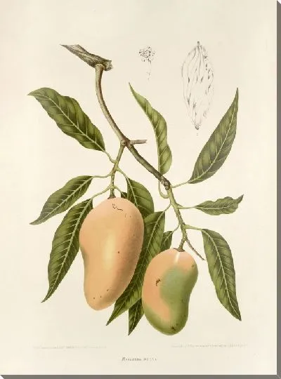 Картина PLL №31