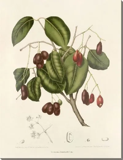 Картина PLL №32