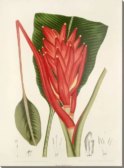 Картина PLL №33