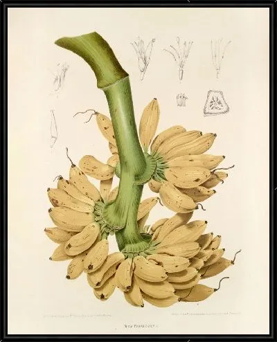 Картина PLL №34