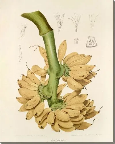 Картина PLL №34