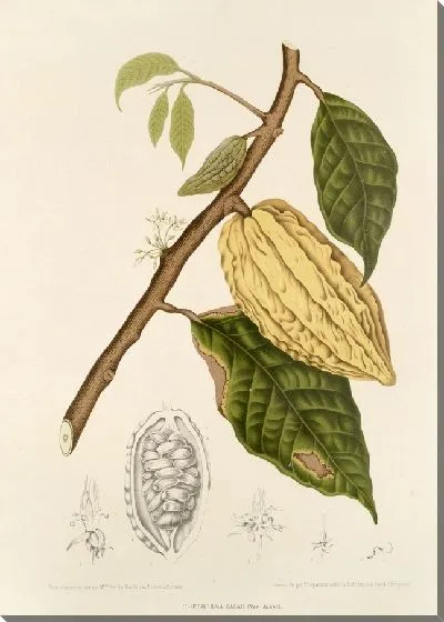 Картина PLL №35